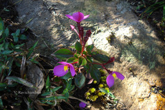 Sonerila pulneyensis